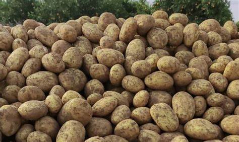 10 kilo bag of Georgina Potatoes